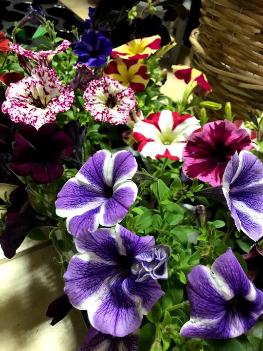 Цветя от City Flowers