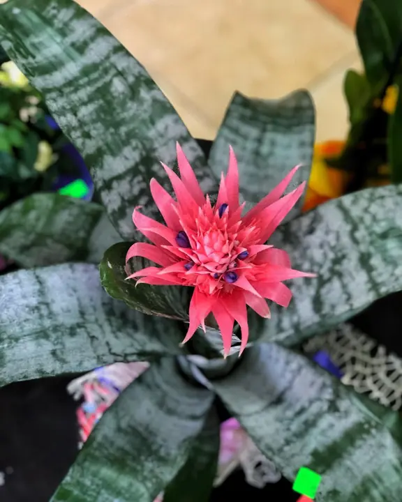 Цветя от City Flowers