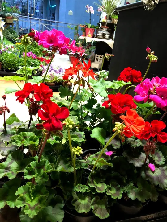 Цветя от City Flowers